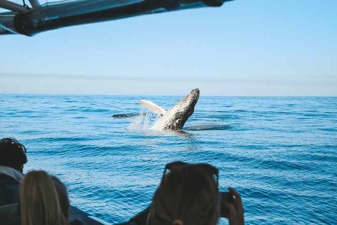 Premier Whale Watching Byron Bay - thumb 5