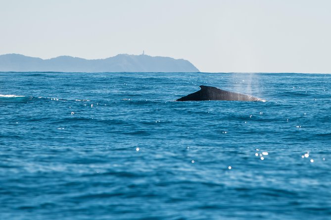 Premier Whale Watching Byron Bay - thumb 4