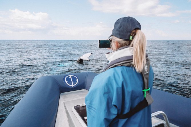 Premier Whale Watching Byron Bay - thumb 10