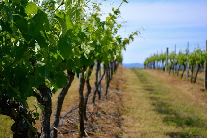 Hunter Valley Wine Tour Ex Newcastle Incl Lunch, Cheese, Chocolate & Distillery - thumb 9