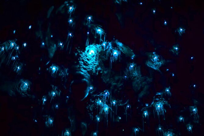 Blue Mountains Hiking Glow Worms Cave Wildlife Spotlighting Night Adventure - thumb 4