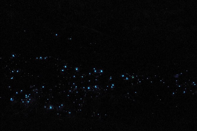 Blue Mountains Hiking Glow Worms Cave Wildlife Spotlighting Night Adventure - Accommodation ACT 10