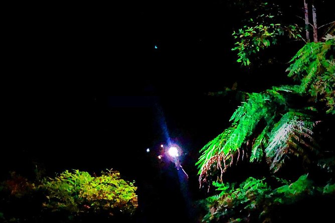 Blue Mountains Hiking Glow Worms Cave Wildlife Spotlighting Night Adventure - thumb 13