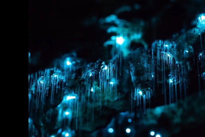 Blue Mountains Hiking Glow Worms Cave Wildlife Spotlighting Night Adventure - thumb 9