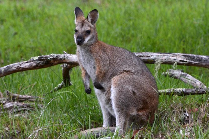 Ultimate Blue Mountains And Wildlife Tour - thumb 2
