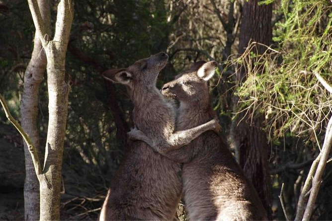 Kangaroo Encounter & Aboriginal Rock Arts Half-Day Trip From Sydney - thumb 9