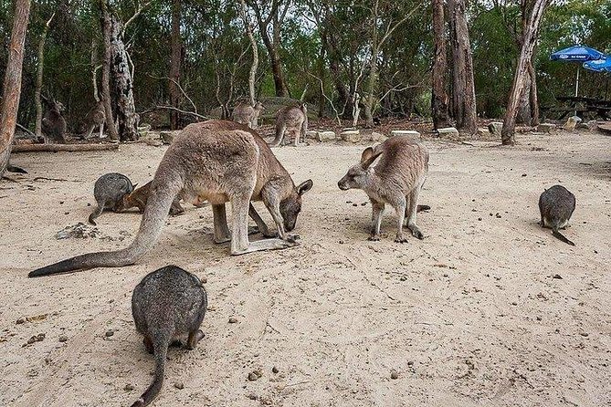 Kangaroo Encounter & Aboriginal Rock Arts Half-Day Trip From Sydney - thumb 6