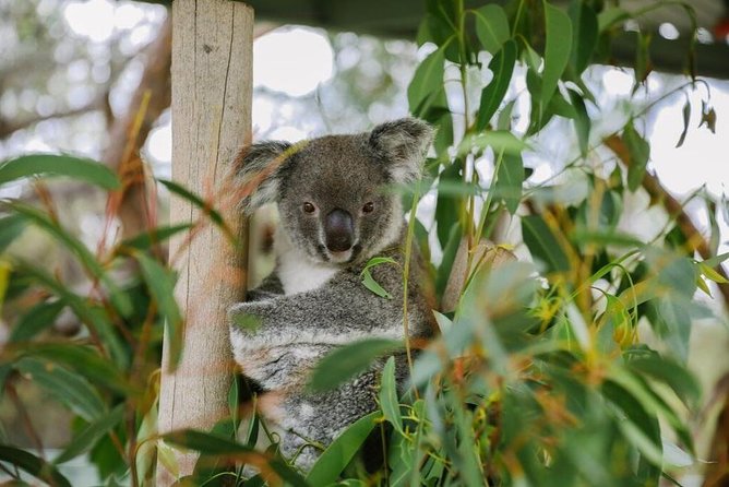 Kangaroo Encounter  Aboriginal Rock Arts Half-Day Trip from Sydney - Tweed Heads Accommodation