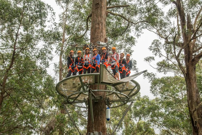 Illawarra Fly Treetop Adventures Admission Including Zipline Tour - thumb 4