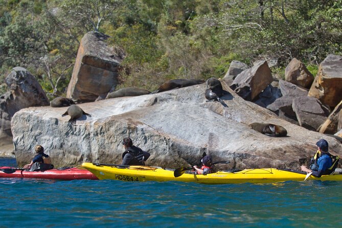 Sydney Kayak Seal Encounter Adventure With Gourmet Food - Accommodation ACT 2