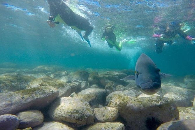 Manly And Shelly Beach Snorkeling Tour - Accommodation ACT 5