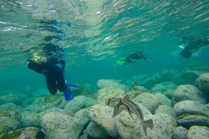 Manly And Shelly Beach Snorkeling Tour - Accommodation ACT 0