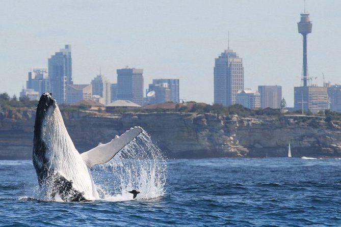 Whales Of Sydney Safari - thumb 1