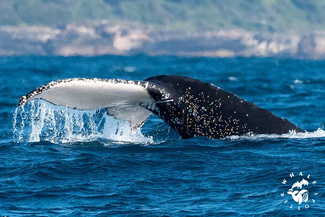 Whales Of Sydney Safari - thumb 2