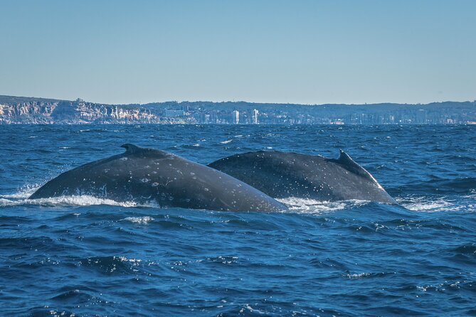 Whales Of Sydney Safari - thumb 3