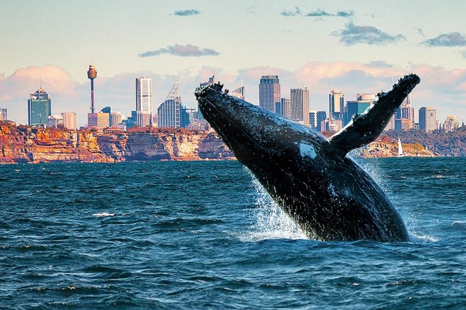 Whales Of Sydney Safari - thumb 0