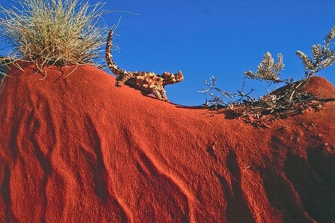 Alice Springs, Uluru Ayers Rock & Kings Canyon 8 Days Touring Package - thumb 4