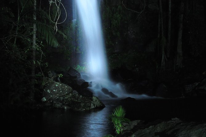 Mt Tamborine National Park 4WD Nocturnal Rainforest and Glow Worm Tour - Accommodation Gladstone