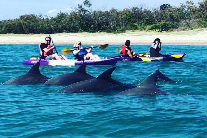Half Day Dolphin Kayaking And Snorkeling Tour - thumb 1