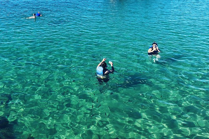 Half Day Dolphin Kayaking And Snorkeling Tour - thumb 12