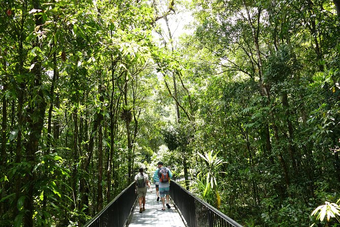 Aboriginal Cultural Daintree Rainforest Tour From Cairns Or Port Douglas - thumb 4