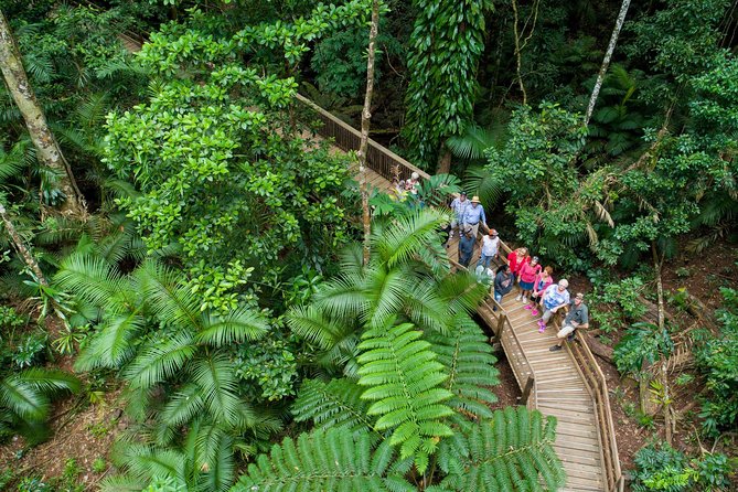 Daintree Rainforest, Cape Tribulation And Bloomfield Track Small Group Tour - thumb 0