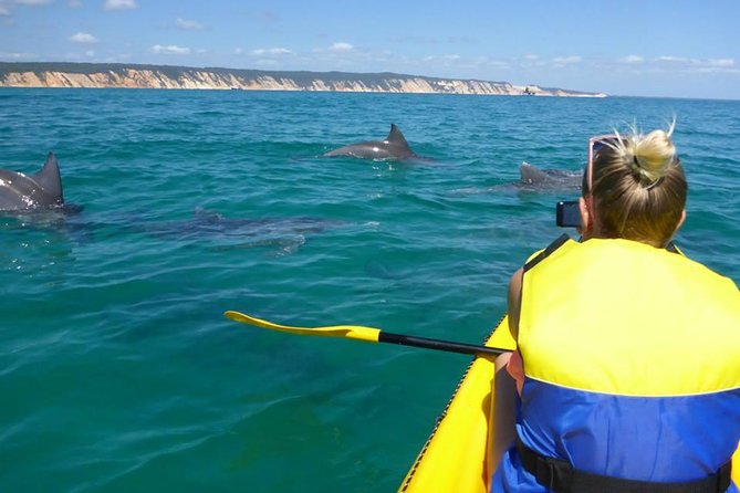 Kayak with Dolphins and 4WD Great Beach Drive Day Trip from Noosa - Accommodation Mermaid Beach