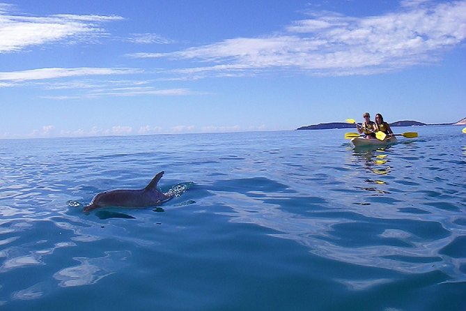 Kayak With Dolphins And 4WD Great Beach Drive Day Trip From Noosa - thumb 7