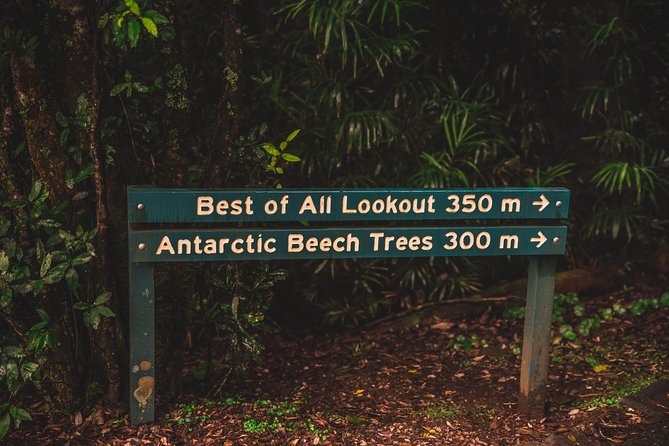Full-day Springbrook National Park Tour From The Gold Coast - thumb 3