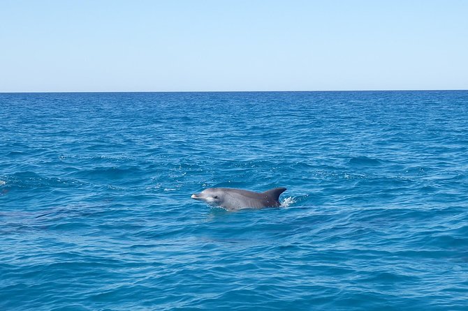 Noosa Wild Dolphin Safari - St Kilda Accommodation