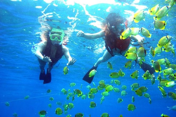 Guided Snorkel With Fish Tour At Wavebreak Island, Gold Coast - thumb 0