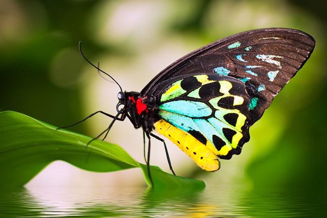 Australian Butterfly Sanctuary - thumb 0
