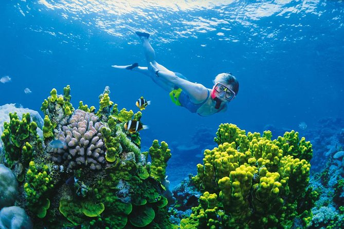 Full Day Snorkel In The Great Barrier Reef - Attractions