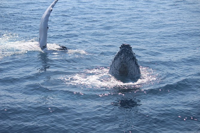 Whale Watching Cruise From Mooloolaba - thumb 5