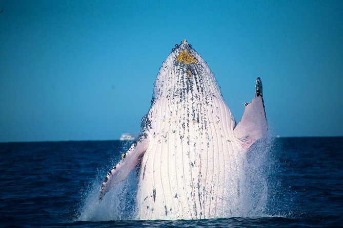 Whale Watching Cruise From Mooloolaba - thumb 0