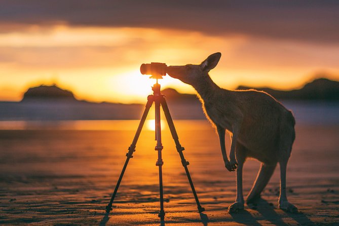 Wildlife Tour - Kangaroos On The Beach At Sunrise - thumb 2