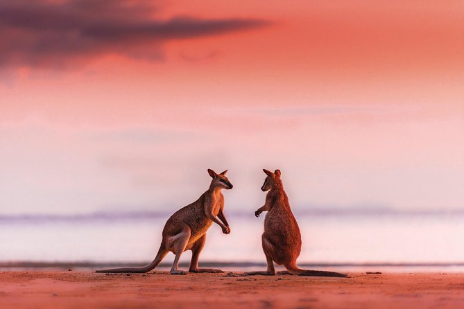 Wildlife Tour - Kangaroos On The Beach At Sunrise - thumb 0