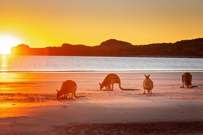 Wildlife Tour - Kangaroos On The Beach At Sunrise - thumb 13