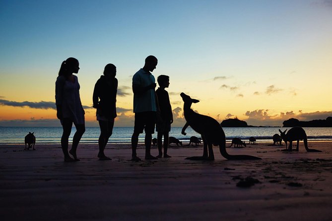 Wildlife Tour - Kangaroos On The Beach At Sunrise - thumb 6
