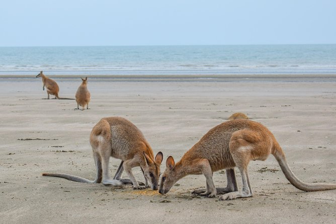 Wildlife Tour - Kangaroos On The Beach At Sunrise - thumb 3