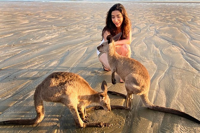Wildlife Tour - Kangaroos On The Beach At Sunrise - thumb 7