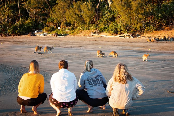 Wildlife Tour - Kangaroos On The Beach At Sunrise - thumb 12