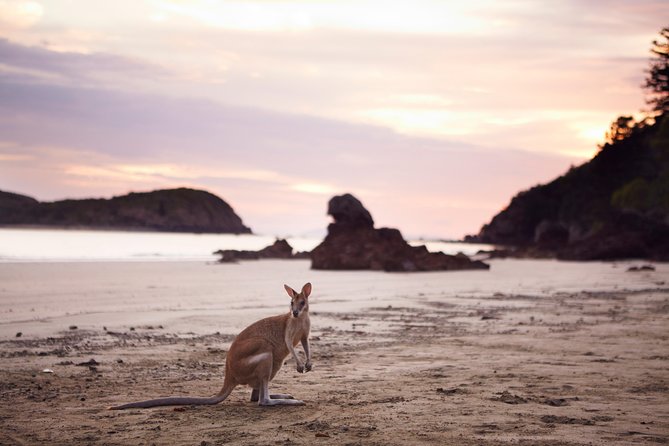 Wildlife Tour - Kangaroos On The Beach At Sunrise - thumb 8