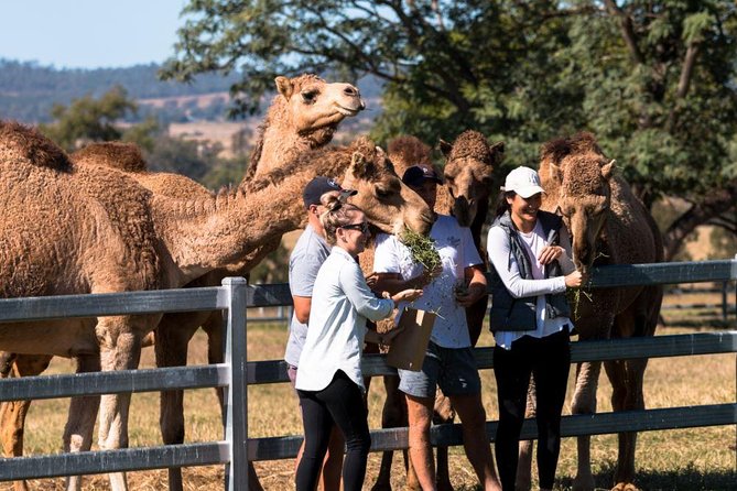 One Hump Camel Farm And Wine Tour - thumb 3