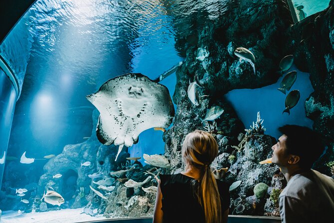 Cairns Aquarium Dive With The Sharks - thumb 9