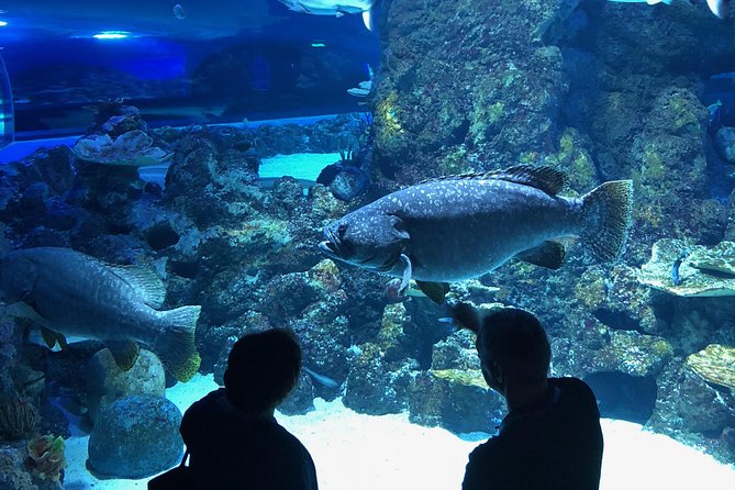 Cairns Aquarium Dive With The Sharks - thumb 5