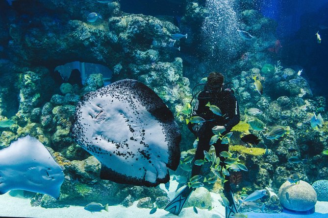Cairns Aquarium Dive With The Sharks - thumb 3