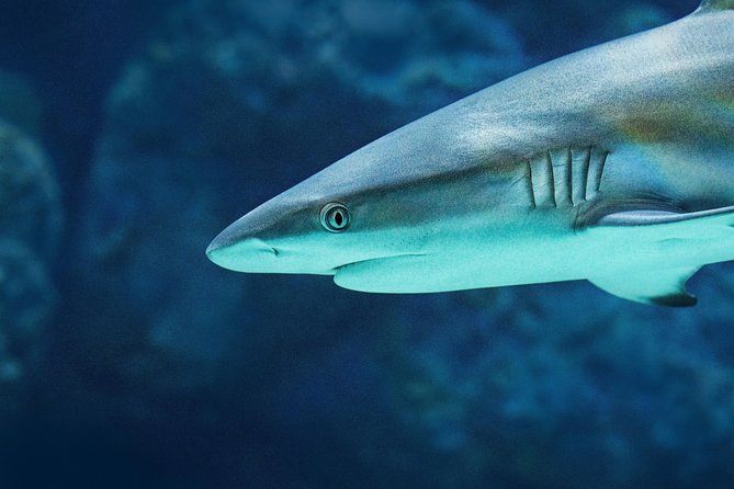 Cairns Aquarium Dive With The Sharks - thumb 4
