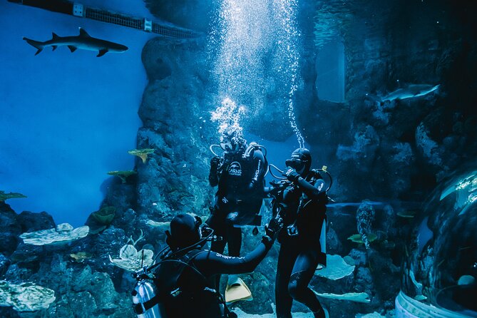 Cairns Aquarium Dive With The Sharks - thumb 2