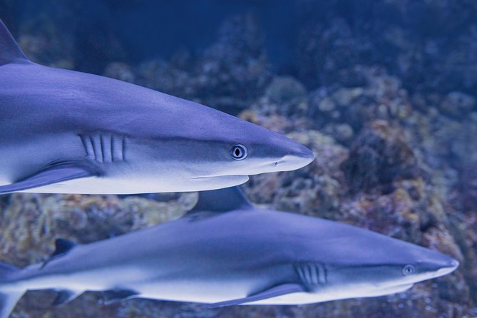 Cairns Aquarium Dive With The Sharks - thumb 6